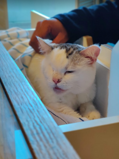 Animal World Veterinary Clinic 2