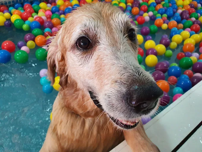 Wagging Tails N Playful Paws 1