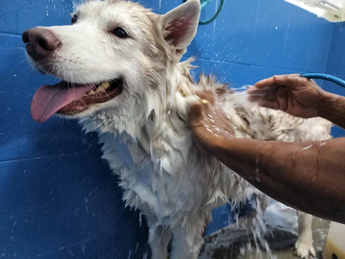 Wagging Tails N Playful Paws 2