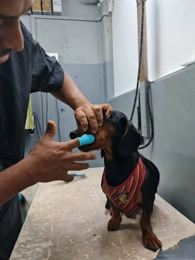 Wagging Tails N Playful Paws 3